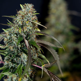 Sticky Broccoli (feminizada, Zamnesia Seeds)