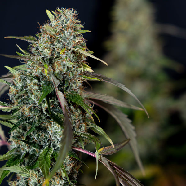 Sticky Broccoli (feminizada, Zamnesia Seeds)