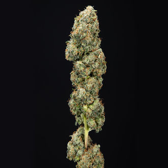 Sticky Broccoli (feminizada, Zamnesia Seeds)