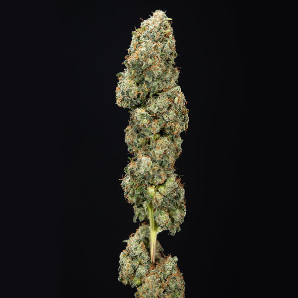 Sticky Broccoli (feminizada, Zamnesia Seeds)