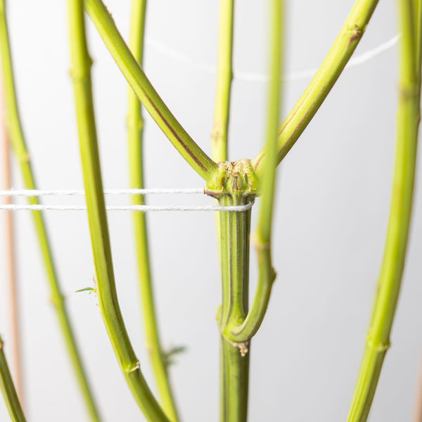 Sticky Broccoli (feminizada, Zamnesia Seeds)