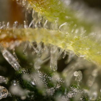 Sticky Broccoli (feminizada, Zamnesia Seeds)