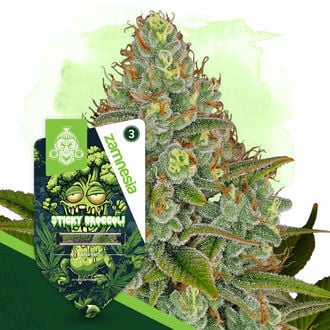 Sticky Broccoli Autoflower (Zamnesia Seeds) feminizada