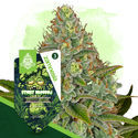 Sticky Broccoli Autoflower (Zamnesia Seeds) feminizada