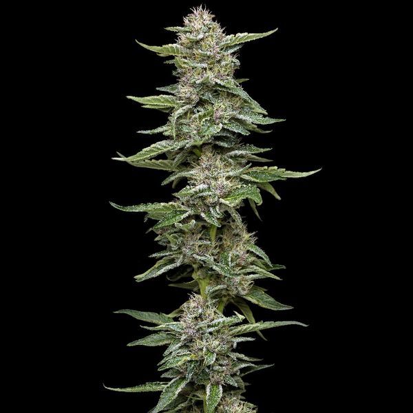 Garlic Budder (Humboldt Seed Company) feminizada