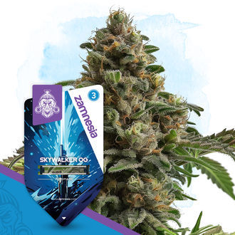 Skywalker OG Autoflorescente (Zamnesia Seeds) Feminizada