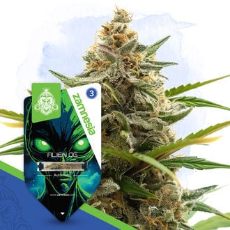 Alien OG Autoflorescente (Zamnesia Seeds) Feminizada