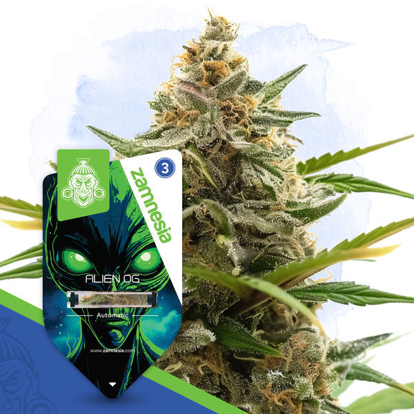 Alien OG Autoflorescente (Zamnesia Seeds) Feminizada