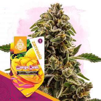 Mango Kush (Sementes Zamnesia) feminizada