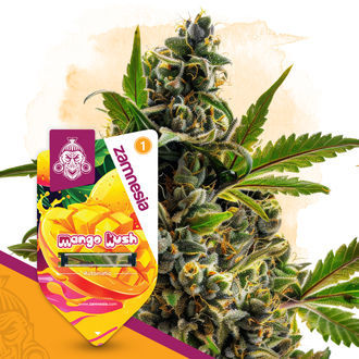 Mango Kush Autoflorescente Feminizada (Sementes Zamnesia)