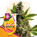 Mango Kush Autoflorescente Feminizada (Sementes Zamnesia)