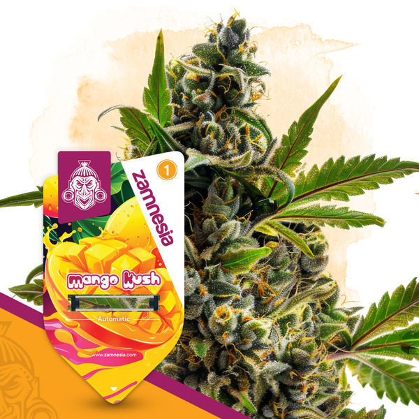 Mango Kush Autoflorescente Feminizada (Sementes Zamnesia)