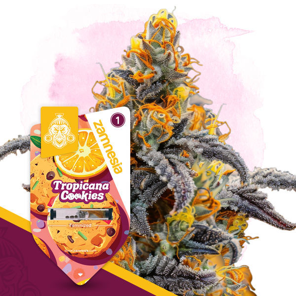 Tropicana Cookies (Zamnesia Seeds) Feminizada