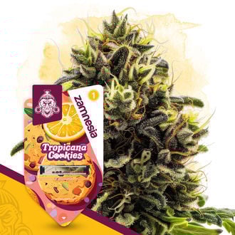Tropicana Cookies Autoflorescente (Zamnesia Seeds) feminizada