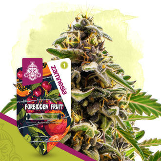 Forbidden Fruit Autoflorecente (Zamnesia Seeds) Feminizado