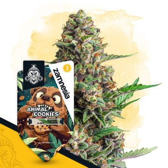 Animal Cookies Autoflower (Zamnesia Seeds) feminizada