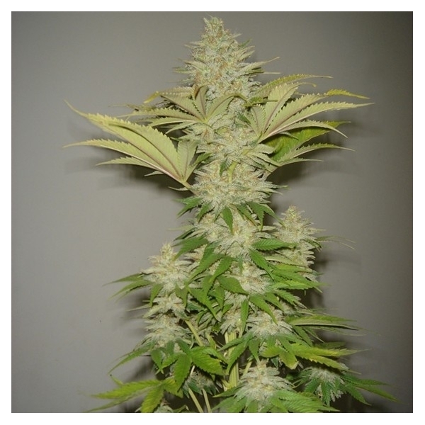 Bubblicious (Resin Seeds) feminizada