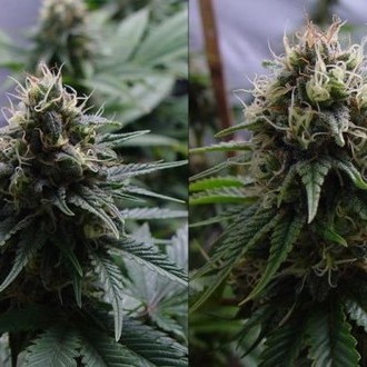 Yummy (Resin Seeds) feminizada