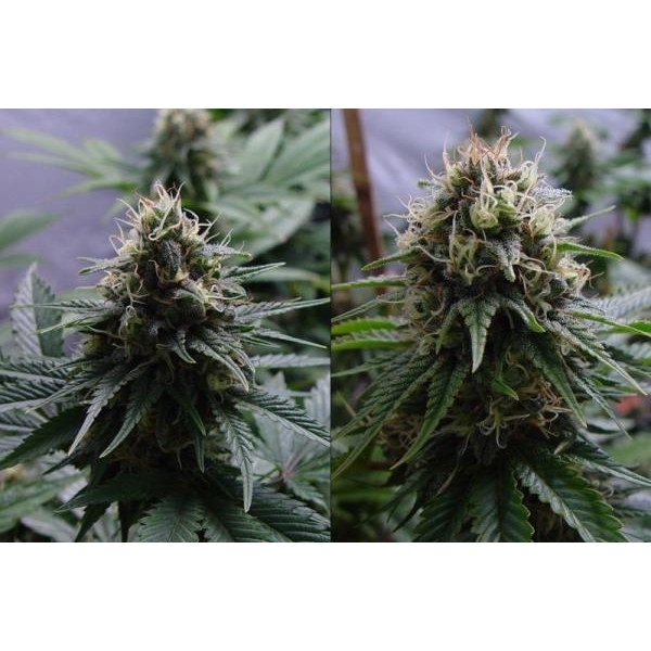 Yummy (Resin Seeds) feminizada