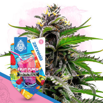 Fruit Punch Autoflower (Zamnesia Seeds) feminizada
