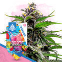 Fruit Punch Autoflower (Zamnesia Seeds) feminizada