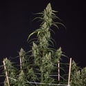 Fruit Punch Autoflower (Zamnesia Seeds) feminizada