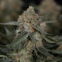 Fruit Punch Autoflower (Zamnesia Seeds) feminizada