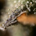 Fruit Punch Autoflower (Zamnesia Seeds) feminizada
