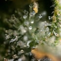 Fruit Punch Autoflower (Zamnesia Seeds) feminizada