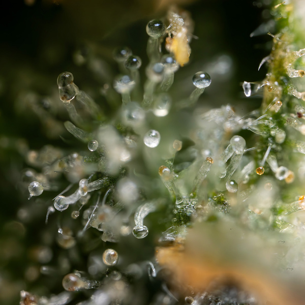 Fruit Punch Autoflower (Zamnesia Seeds) feminizada