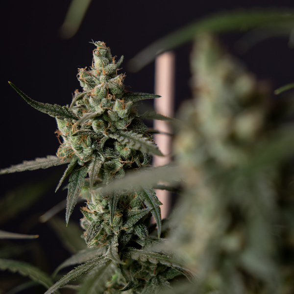 Fruit Punch Autoflower (Zamnesia Seeds) feminizada