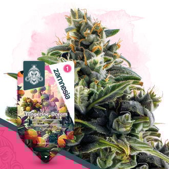 Tangerine Dream Autoflower (Zamnesia Seeds) feminizada