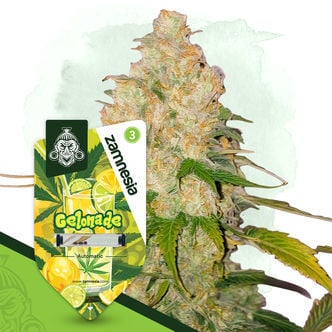 Gelonade Autoflower (Zamnesia Seeds) feminizada