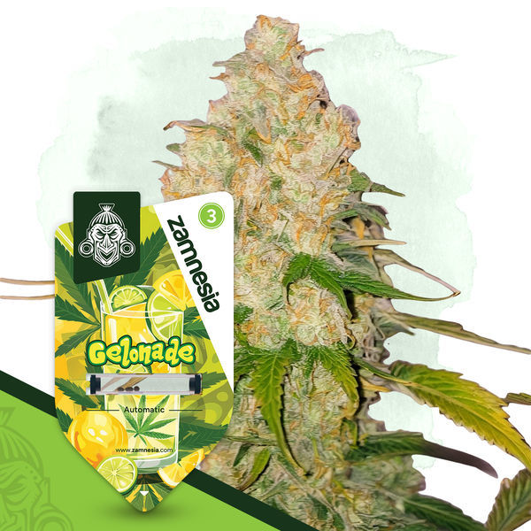 Gelonade Autoflower (Zamnesia Seeds) feminizada