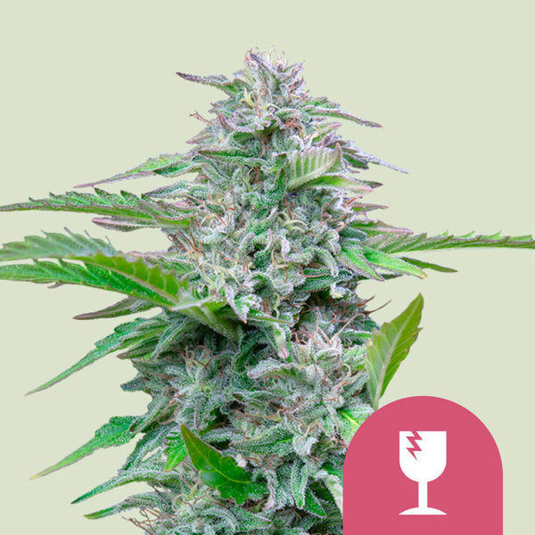 Critical (Royal Queen Seeds) Feminizada
