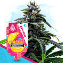 Bubba Kush Autoflorescente (Zamnesia Seeds) feminizada