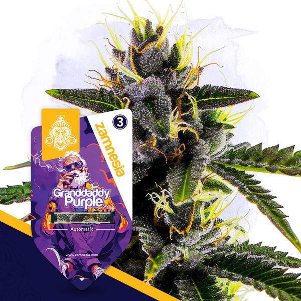 Granddaddy Purple Autoflower (Zamnesia Seeds) Feminizado