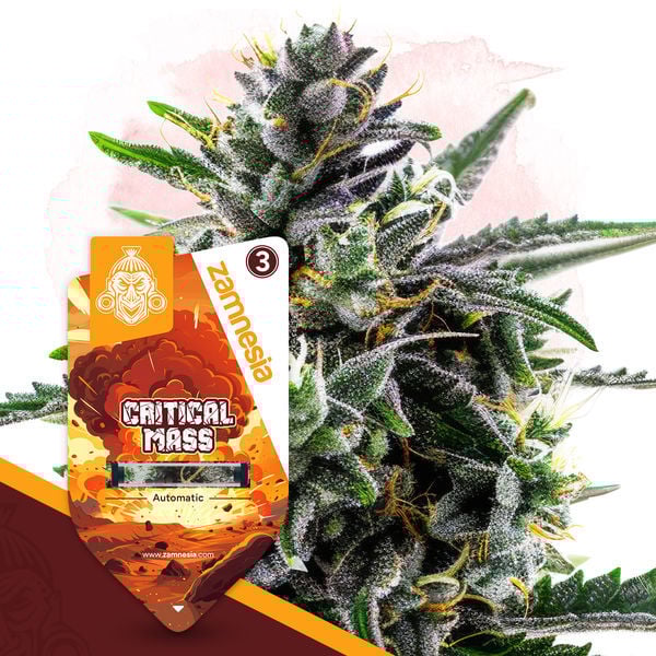 Critical Mass Autoflower (Zamnesia Seeds) feminizada