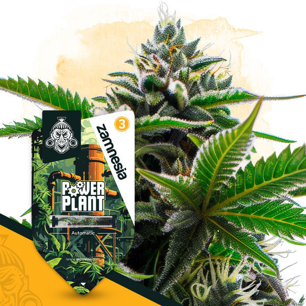 Power Plant Autoflower (Zamnesia Seeds) Feminizada