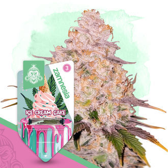 Ice Cream Cake Autoflower (Zamnesia Seeds) feminizada
