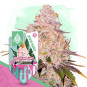 Ice Cream Cake Autoflower (Zamnesia Seeds) feminizada
