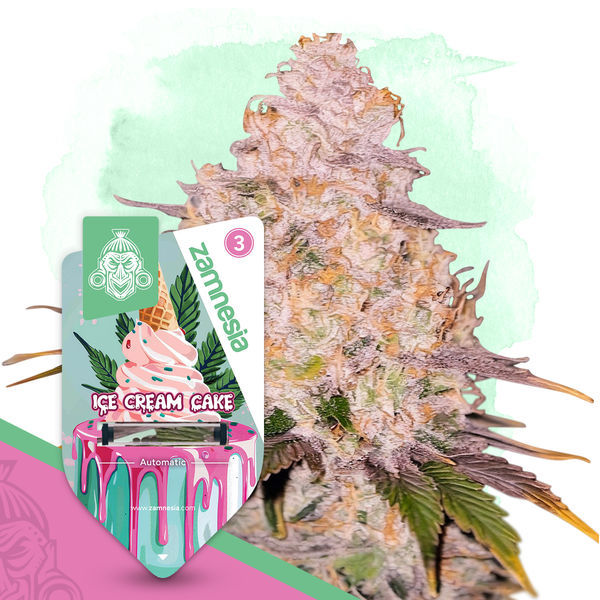 Ice Cream Cake Autoflower (Zamnesia Seeds) feminizada