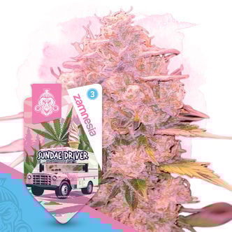 Sundae Driver Autoflorescente (Zamnesia Seeds) feminizada