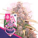 Birthday Cake Autoflower (Zamnesia Seeds) feminizada