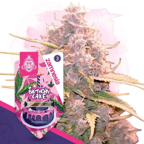 Birthday Cake Autoflower (Zamnesia Seeds) feminizada