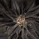 Georgia Pie (Zamnesia Seeds) feminizada