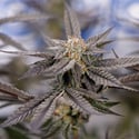 Georgia Pie (Zamnesia Seeds) feminizada