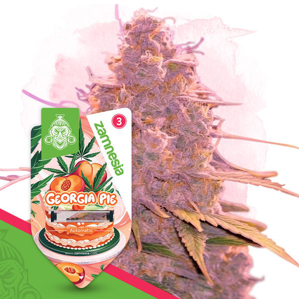 Georgia Pie Autoflower (Zamnesia Seeds) feminizada