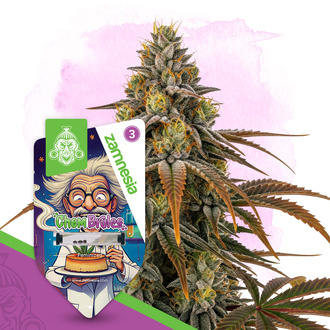 Chem Brulee (Zamnesia Seeds) feminizada