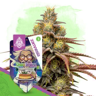 Chem Brulee Autoflower (Zamnesia Seeds) feminizada
